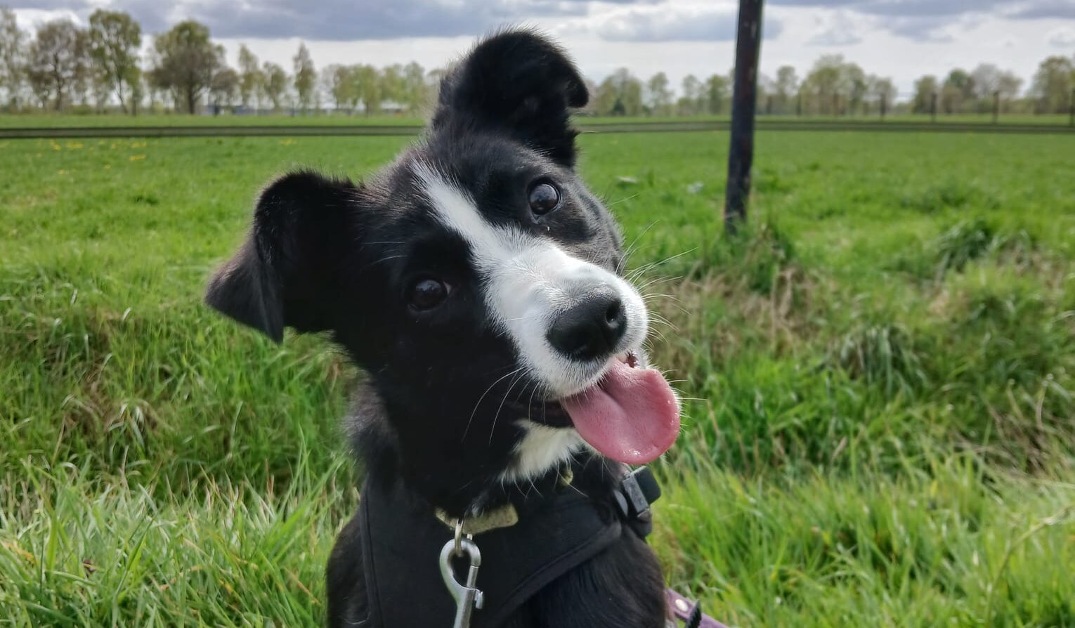 Bonnie