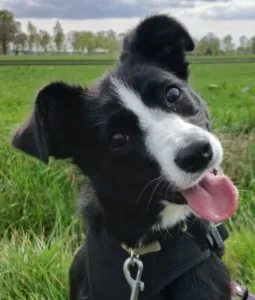 Bonnie